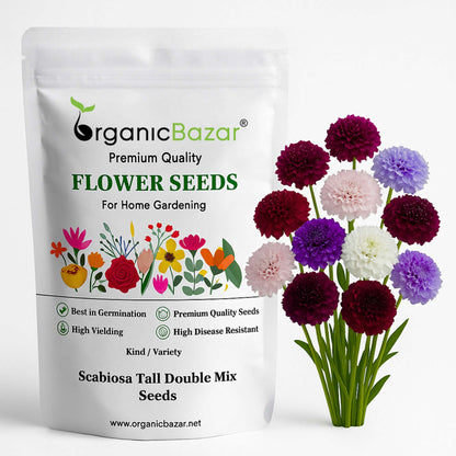 Scabiosa Tall Double Mix Seeds (200 Seeds)