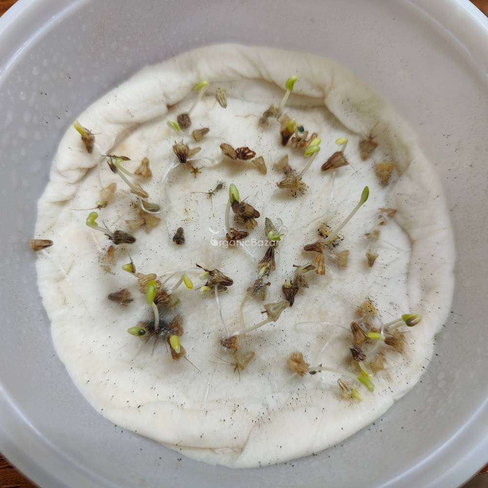 Scabiosa Tall Double Mix Seeds (200 Seeds)