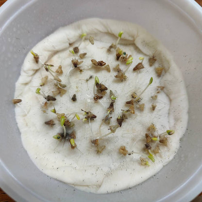 Scabiosa Tall Double Mix Seeds (200 Seeds)