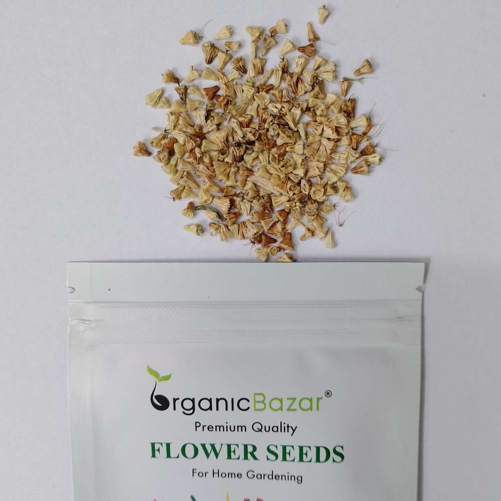 Scabiosa Tall Double Mix Seeds (200 Seeds)