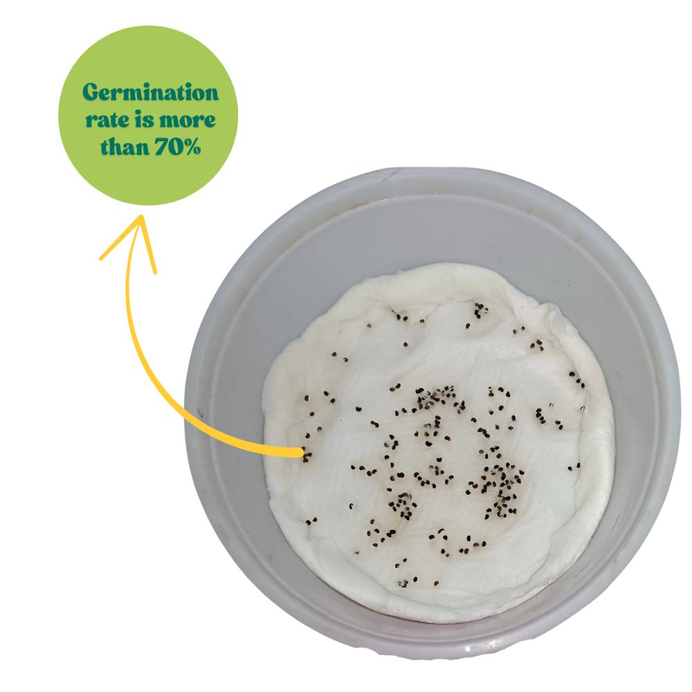 Buy Best Quality Schizanthus Angel Wings Mix Seeds – Organicbazar