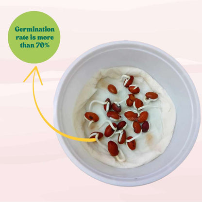 Sem Phali / Dolichos Beans Pole Type Seeds - 20 Seeds (सेम फली के बीज) Easy To grow, High Germination, High Yield Seeds for Home Gardening