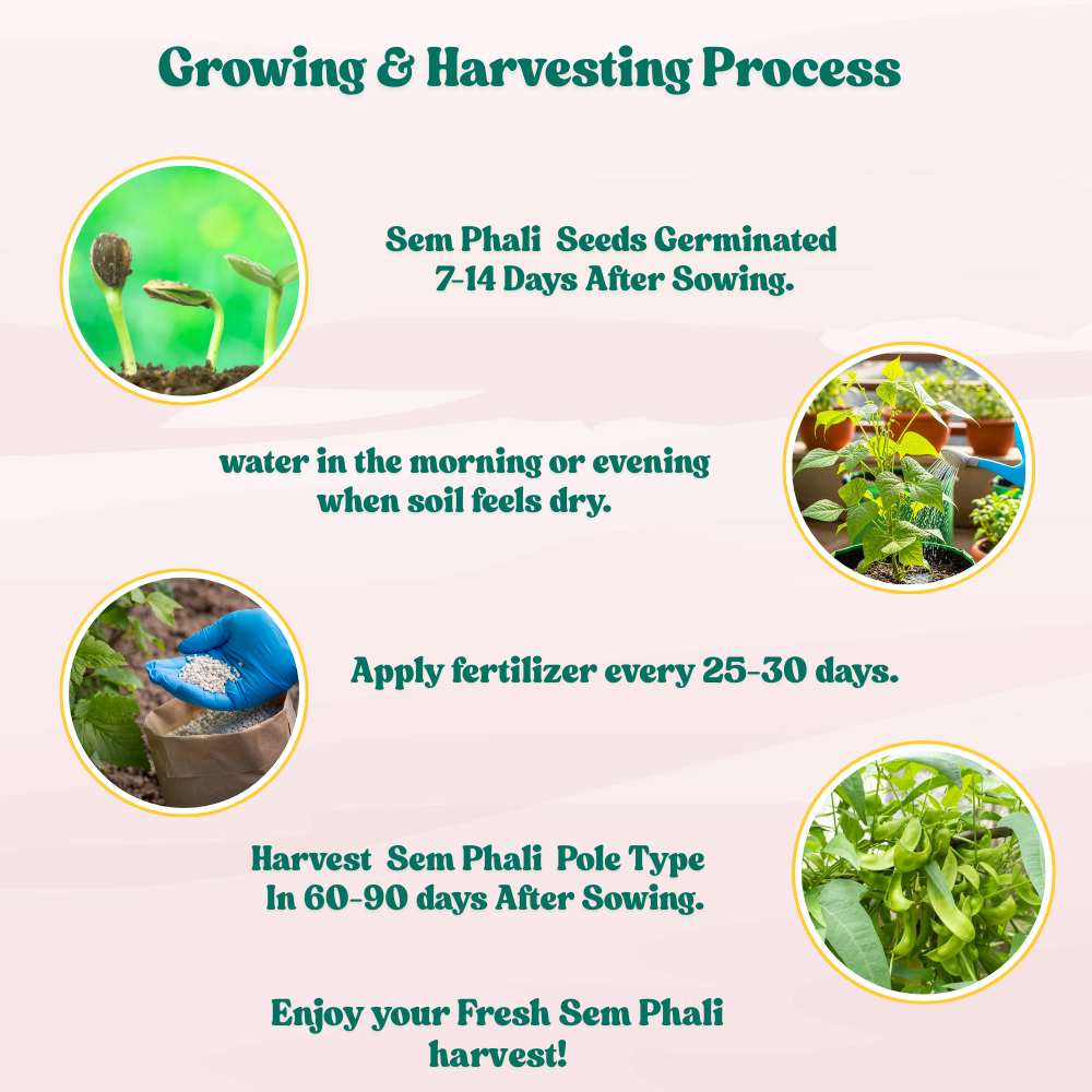 Sem Phali / Dolichos Beans Pole Type Seeds - 20 Seeds (सेम फली के बीज) Easy To grow, High Germination, High Yield Seeds for Home Gardening