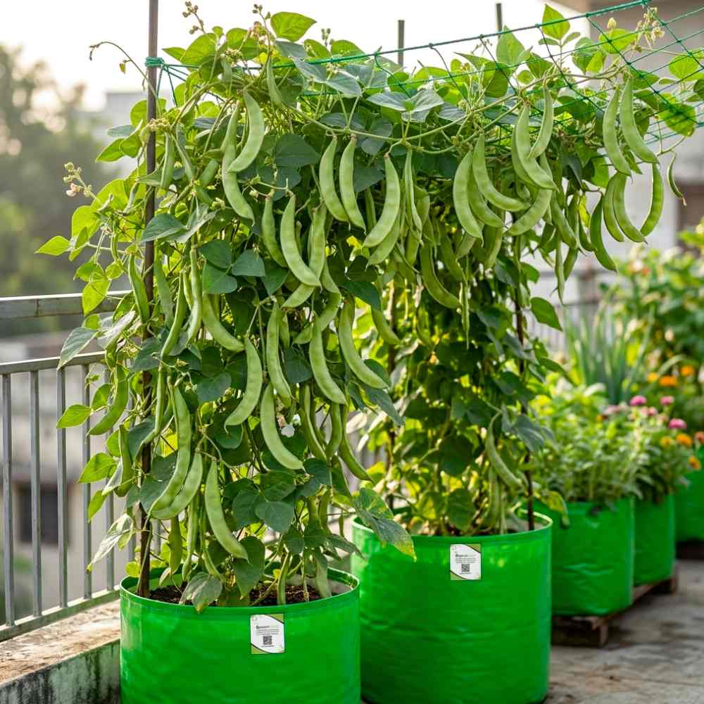 Sem Phali / Dolichos Beans Pole Type Seeds - 20 Seeds (सेम फली के बीज) Easy To grow, High Germination, High Yield Seeds for Home Gardening
