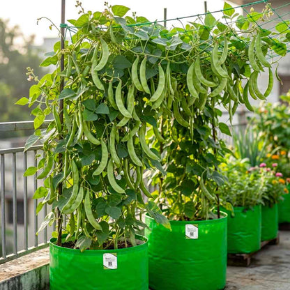 Sem Phali / Dolichos Beans Pole Type Seeds - 20 Seeds (सेम फली के बीज) Easy To grow, High Germination, High Yield Seeds for Home Gardening