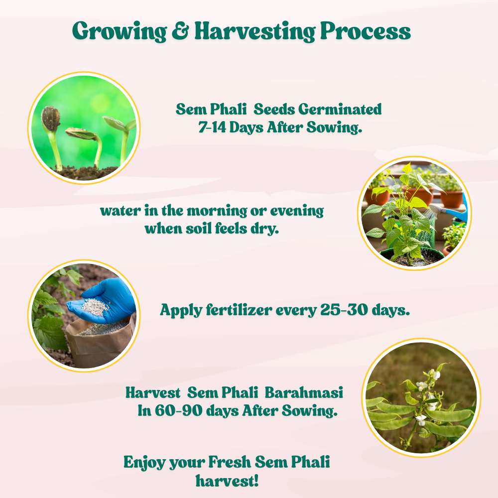 Sem Phali/ Dolichos Beans (Barahmasi) Seeds - 20 Seeds  (सेम फली के बीज) Easy To grow, High Germination, High Yield Seeds for Home Gardening