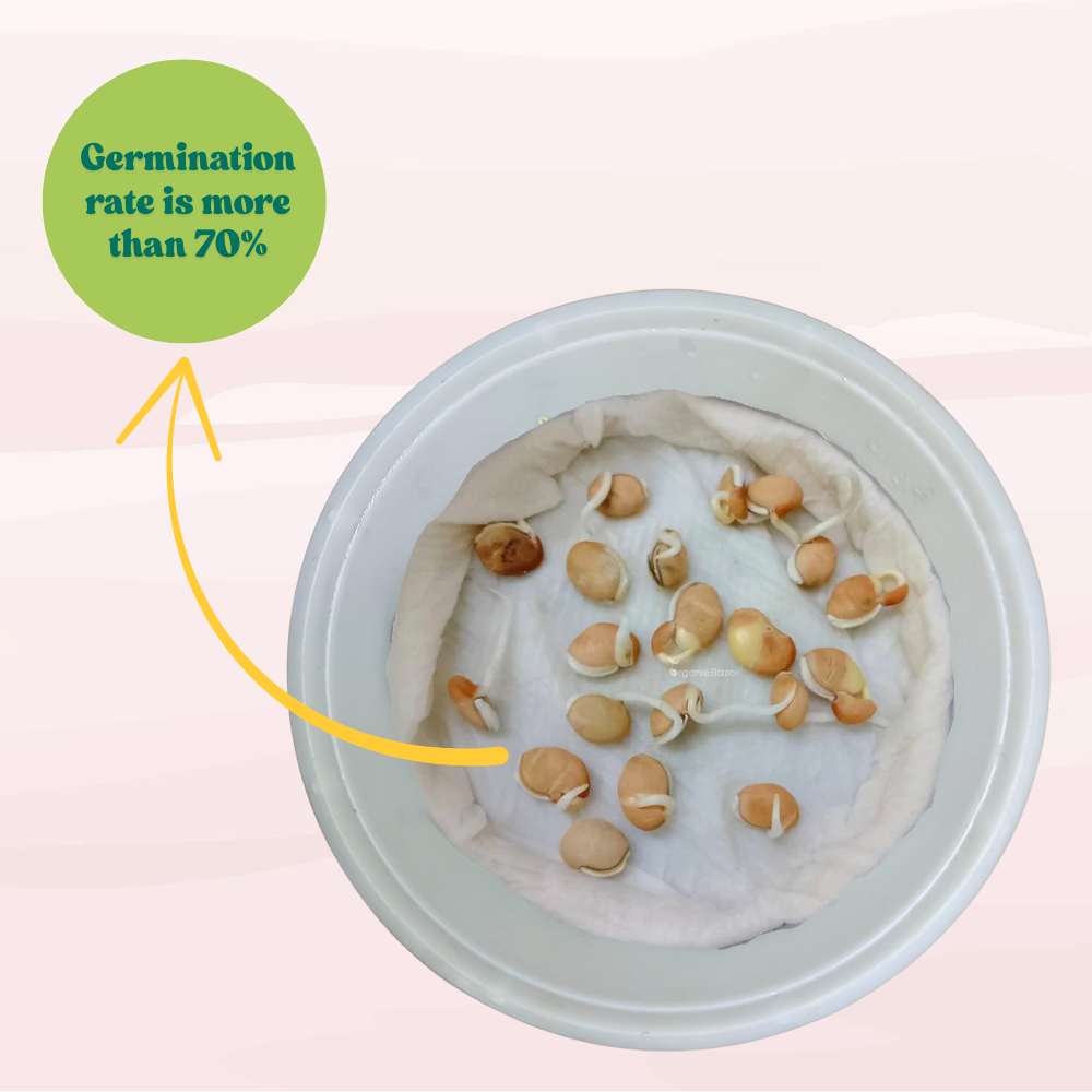 Sem Phali/ Dolichos Beans (Barahmasi) Seeds - 20 Seeds  (सेम फली के बीज) Easy To grow, High Germination, High Yield Seeds for Home Gardening