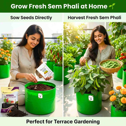 Sem Phali/Lima Beans Seeds Bush Type - 20 Seeds (सेम फली के बीज) Easy To grow, High Germination, High Yield Seeds for Home Gardening