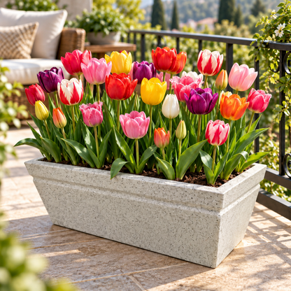 Tulip Mixed Color Flower Bulbs (05 bulbs)