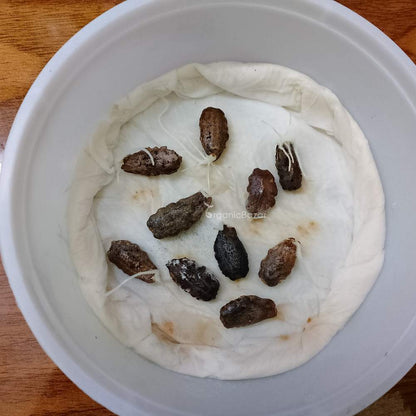 Snake Gourd Extra long Seeds - 10 Seeds (Chichinda/चिचिंडा के बीज)