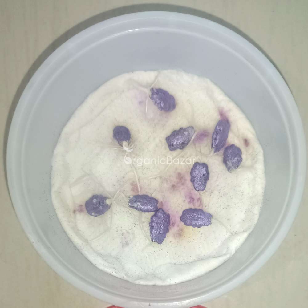 Snake Gourd (chichinda) Seeds - 10 Seeds (चिचिंडा के बीज) Easy To grow, High Germination, High Yield Snake Gourd Seeds for Terrace Gardening