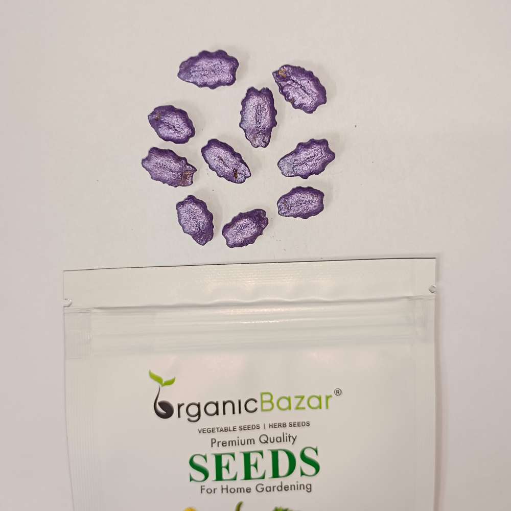 Snake Gourd (chichinda) Seeds - 10 Seeds (चिचिंडा के बीज) Easy To grow, High Germination, High Yield Snake Gourd Seeds for Terrace Gardening