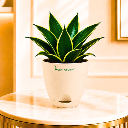 Snake Plant Jade Marginata Live Plant