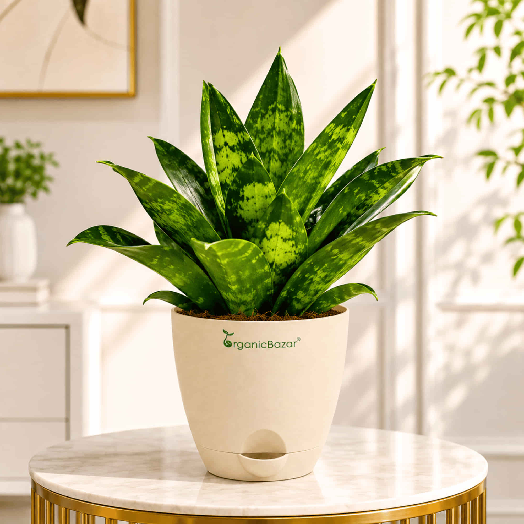 Snake Plant Glimmering Star Live Plant