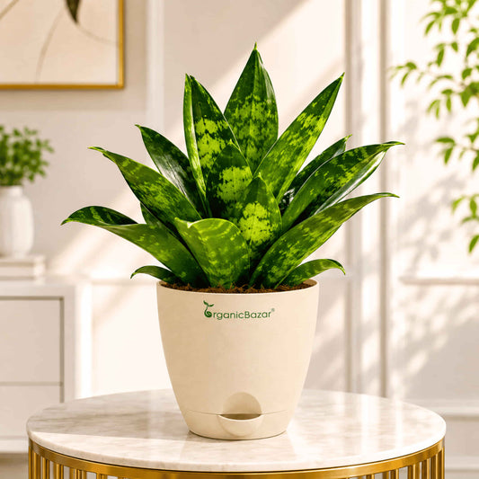 Snake Plant Glimmering Star Live Plant