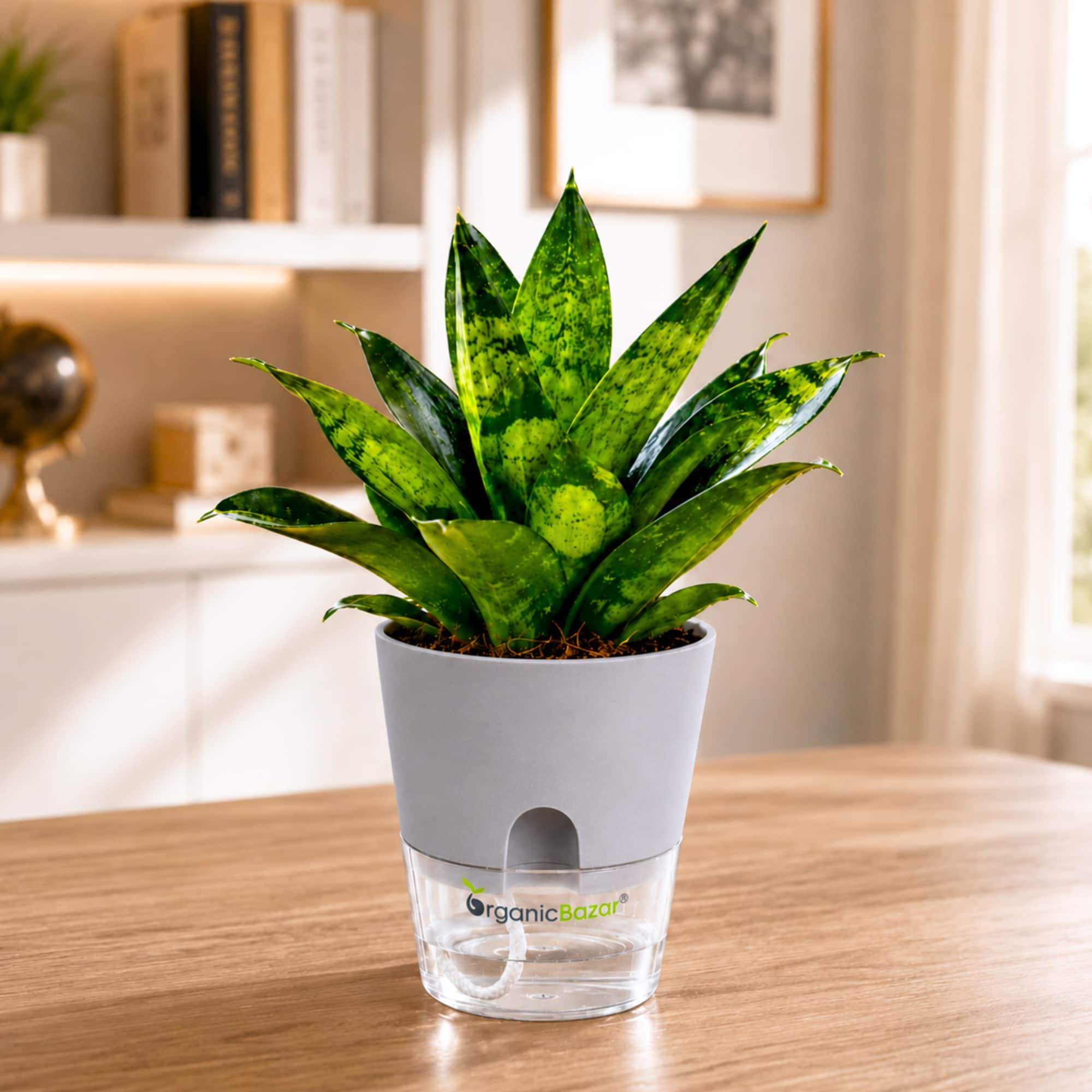 Snake Plant Glimmering Star (Trifasciata) Live Plant