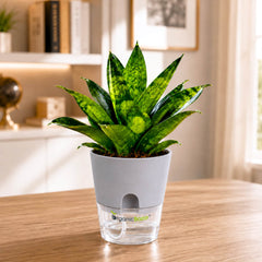 Snake Plant Frozen Star Live Plant