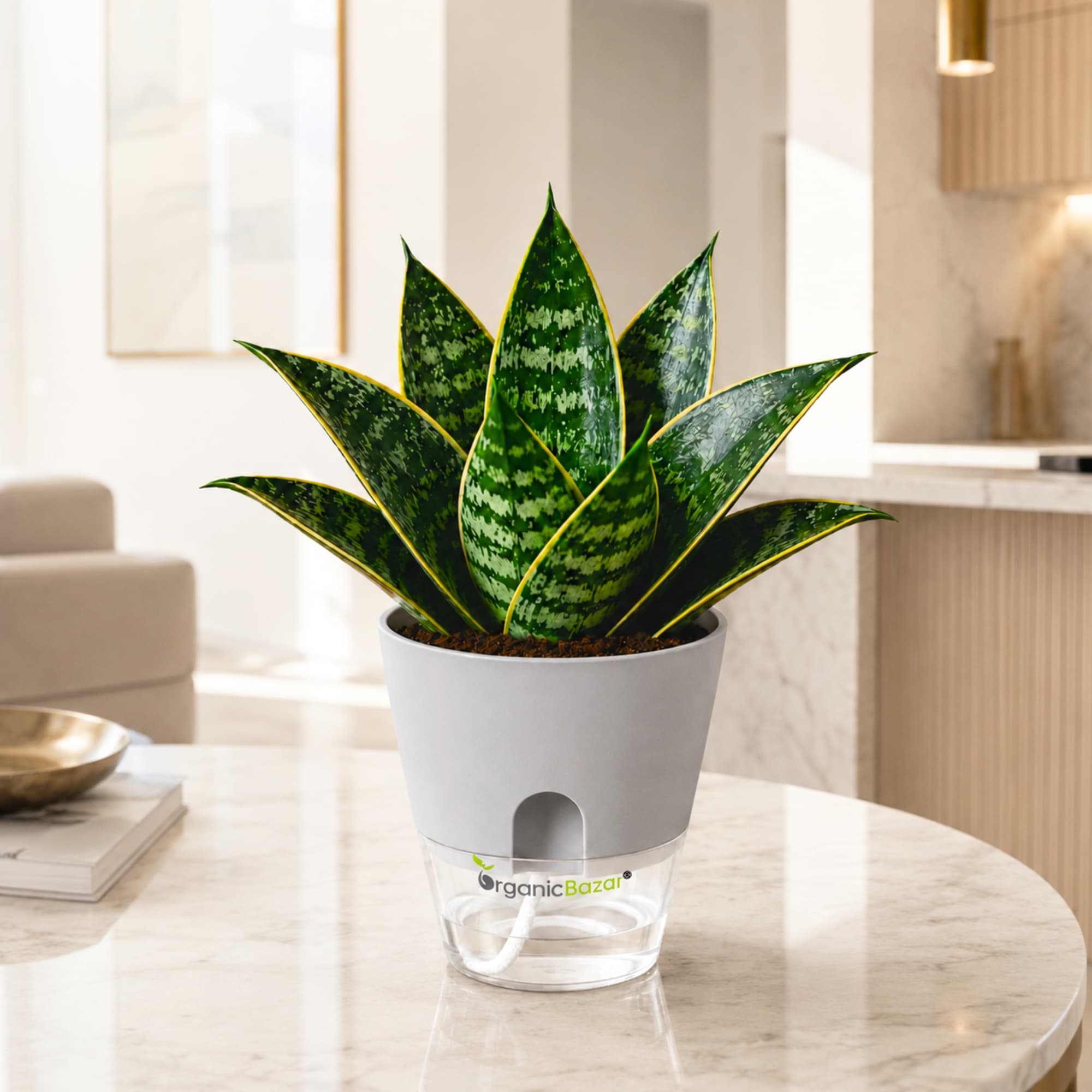 Snake Plant 'Hahnii Gilt Edge' Live Plant