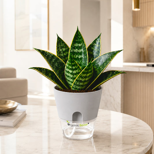 Snake Plant 'Hahnii Gilt Edge' Live Plant