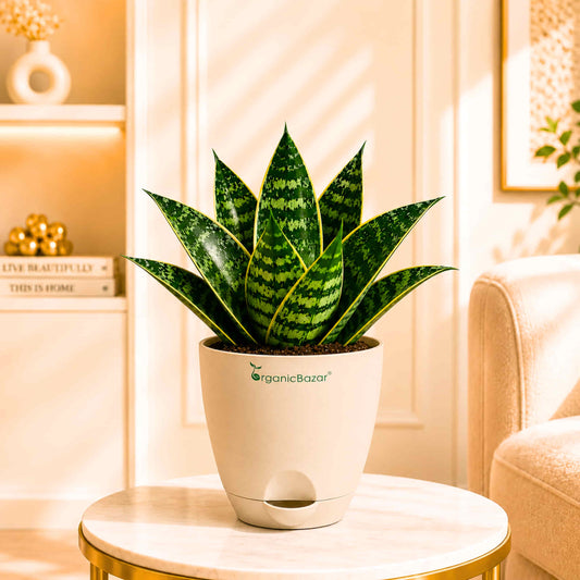 Snake Plant 'Hahnii Gilt Edge' Live Plant