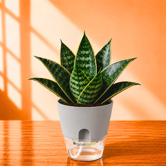 Snake Plant Sansevieria Trifasciata 'Hahnii Gilt Edge' Live Plant