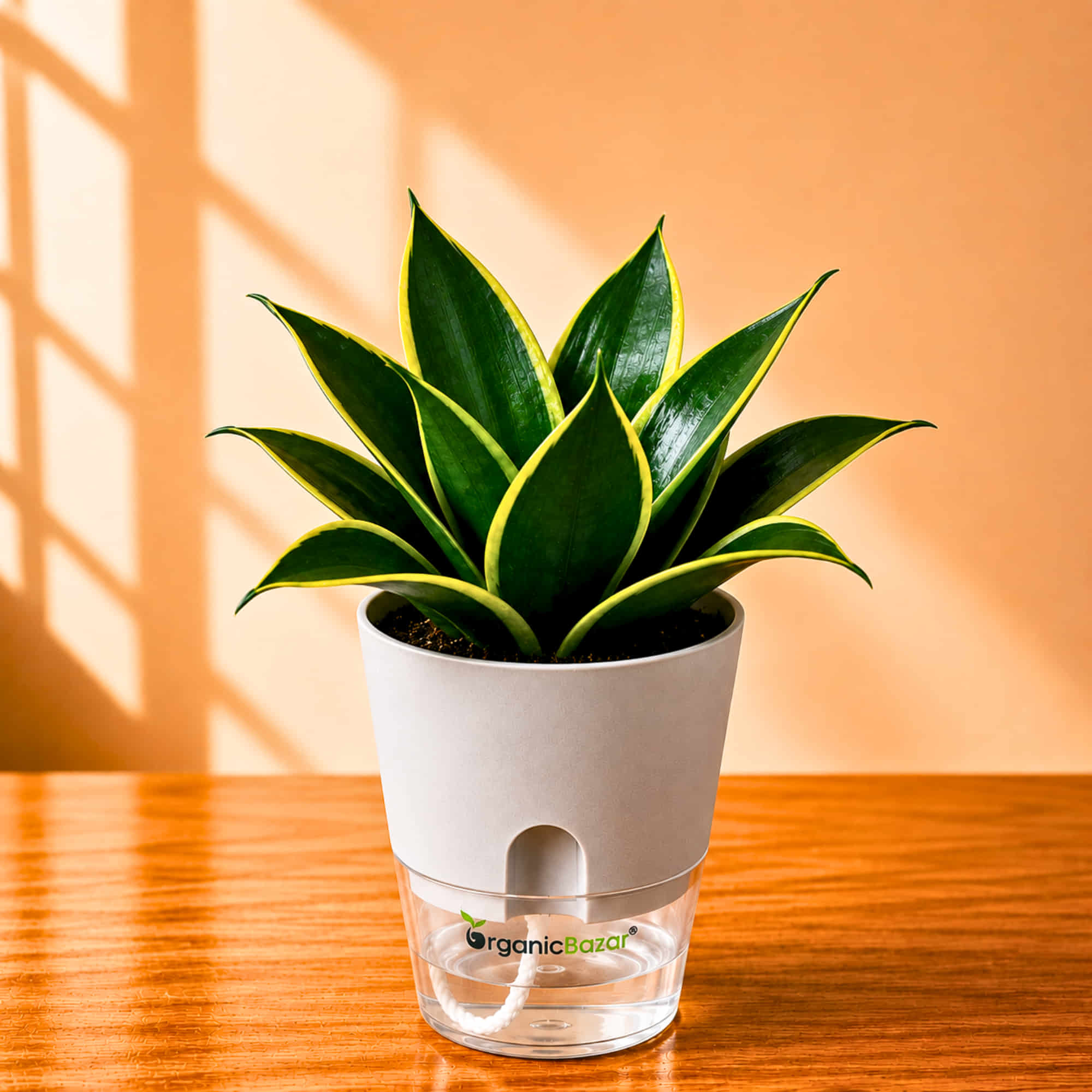Snake Plant Sansevieria trifasciata Hahnii Jade Marginata Live Plant