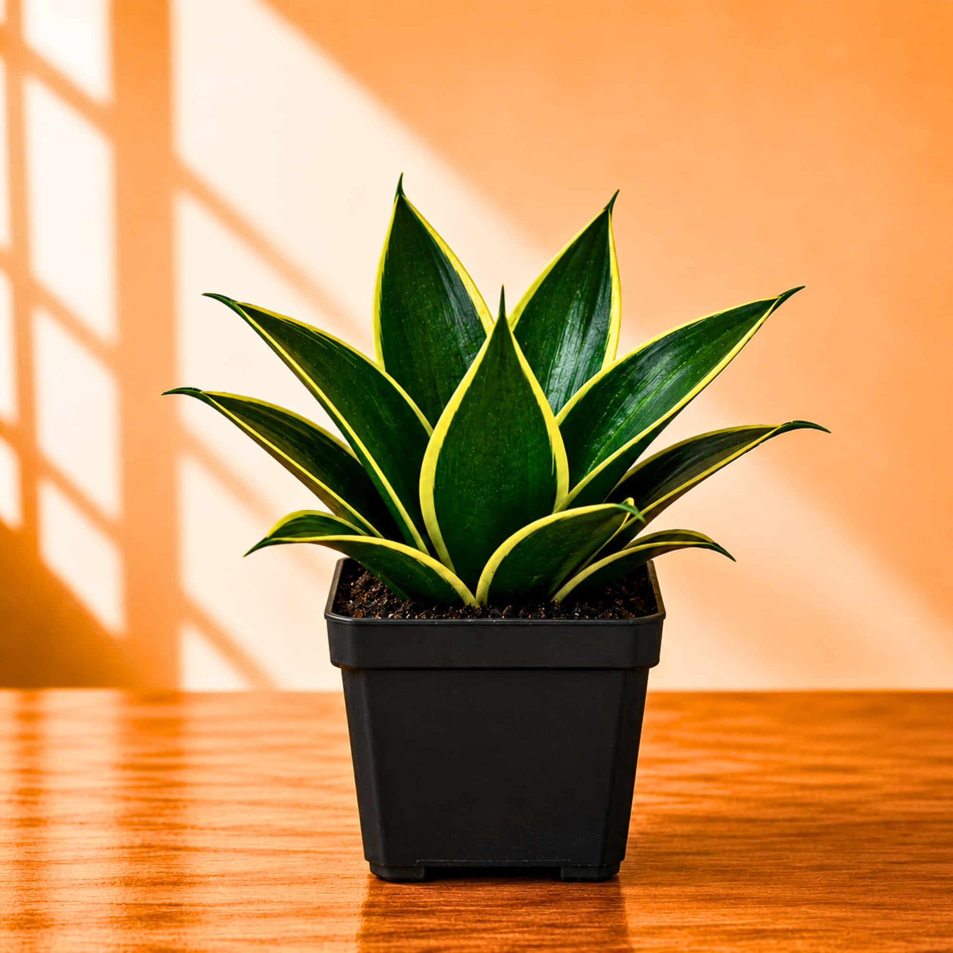 sansevieria birds nest hahnii trifasciata marginata snake plant toxic Snake Plant Sansevieria trifasciata Hahnii Jade Marginata Live Plant Online  – OrganicBazar – Organicbazar