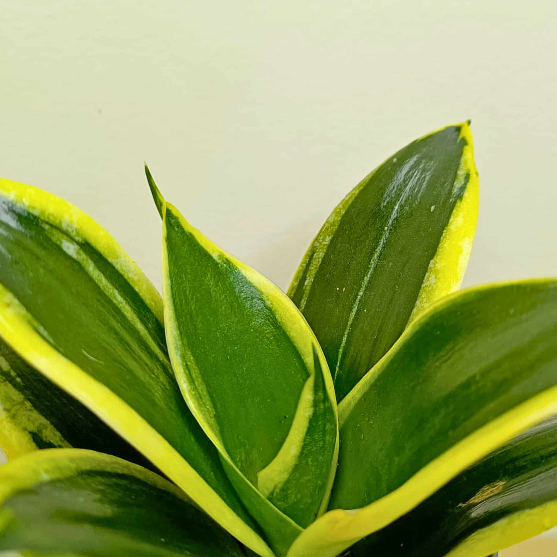 sansevieria marginata Snake Plant Sansevieria trifasciata Hahnii Jade Marginata Live Plant Online – OrganicBazar – Organicbazar