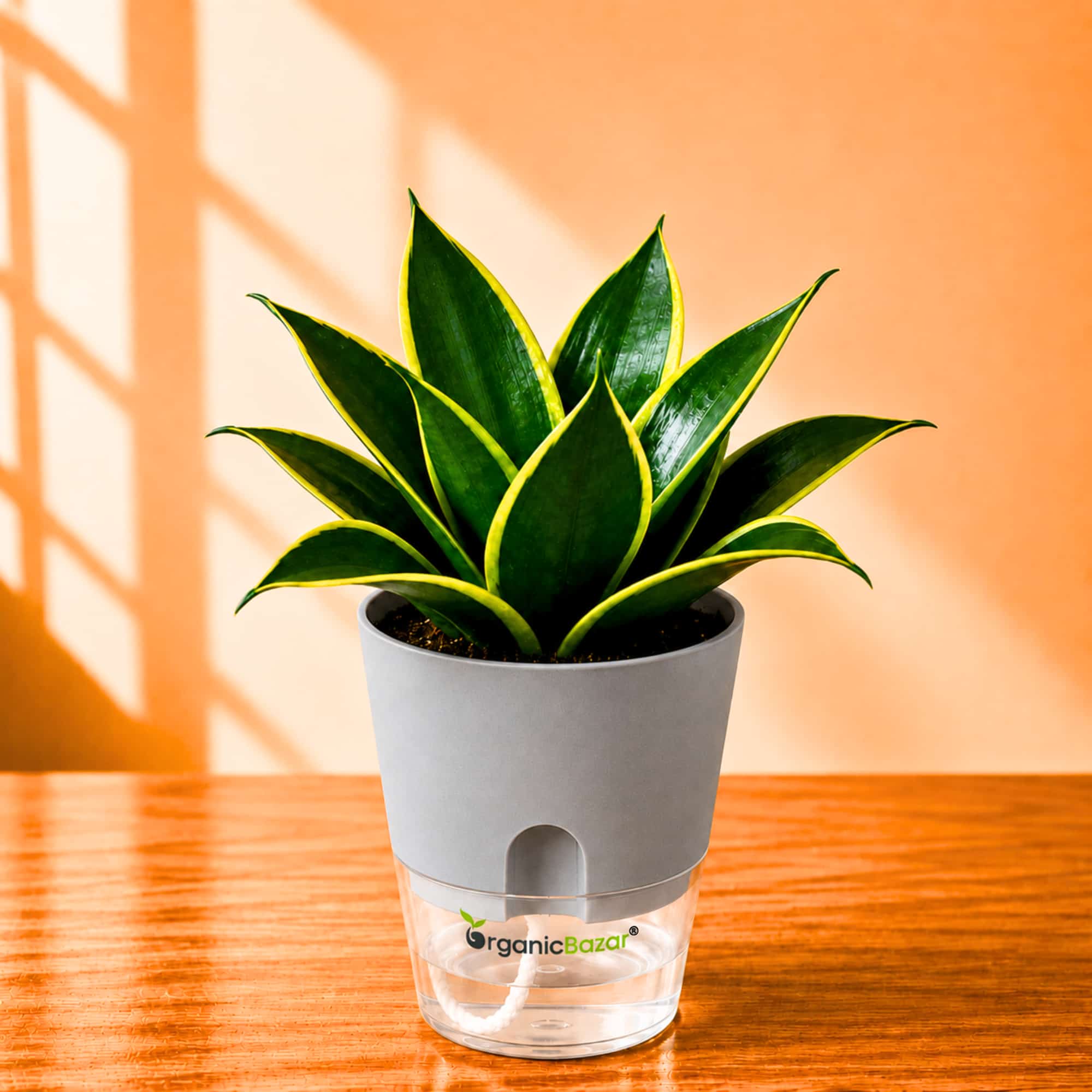 Snake Plant Jade Marginata Live Plant
