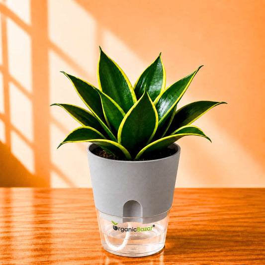 Snake Plant Sansevieria trifasciata Hahnii Jade Marginata Live Plant