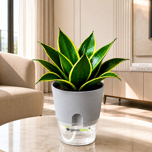 Snake Plant Jade Marginata Live Plant