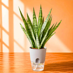 Snake Plant Sansevieria Hybrida Silver Princess Live Plant