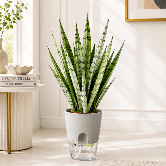 Snake Plant Sansevieria Hybrida Silver Princess Live Plant
