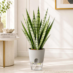 Snake Plant Sansevieria Hybrida Silver Princess Live Plant