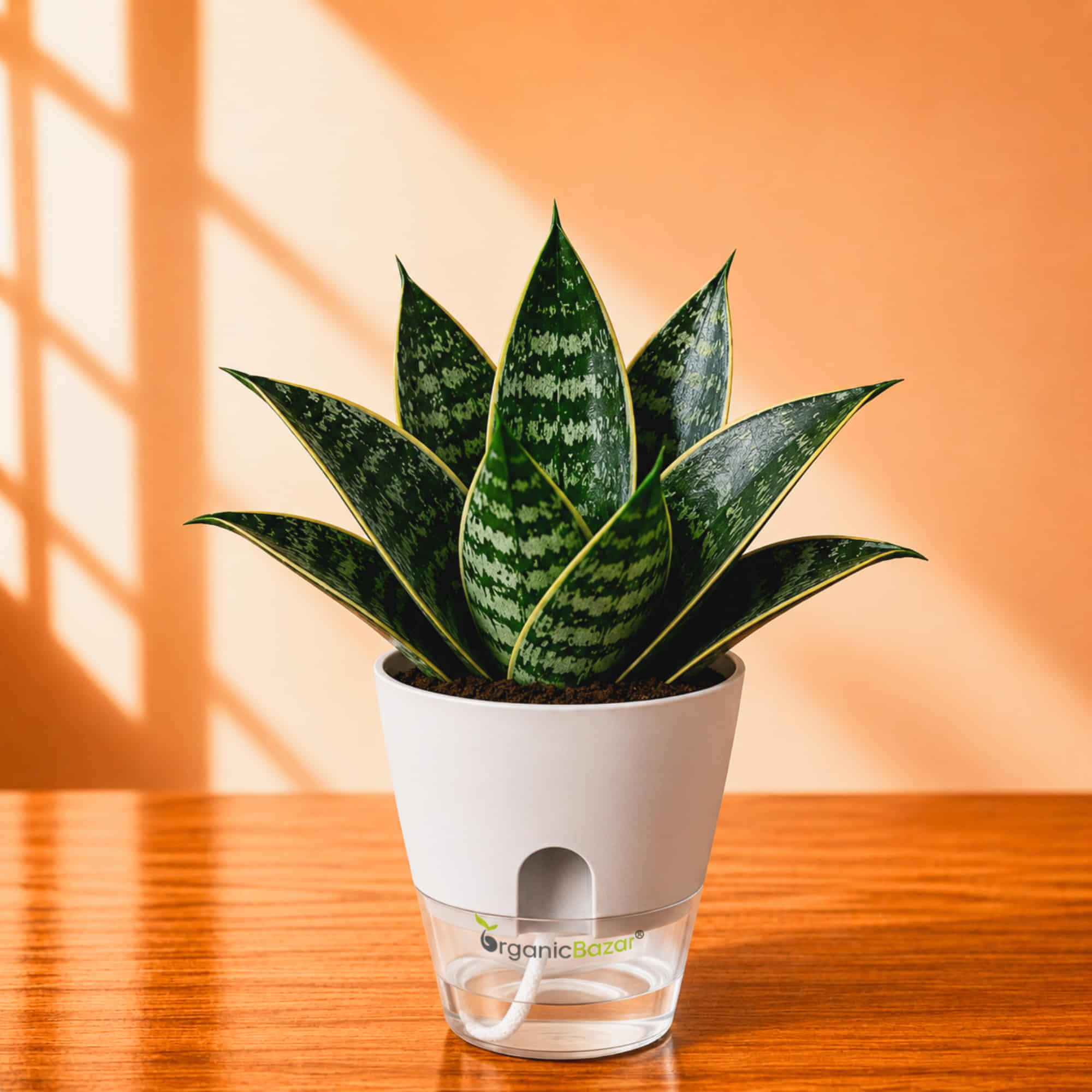 Snake Plant Sansevieria Trifasciata 'Hahnii Gilt Edge' Live Plant | Air Purifying Low Light Indoor Plant | Ideal for Home & Office