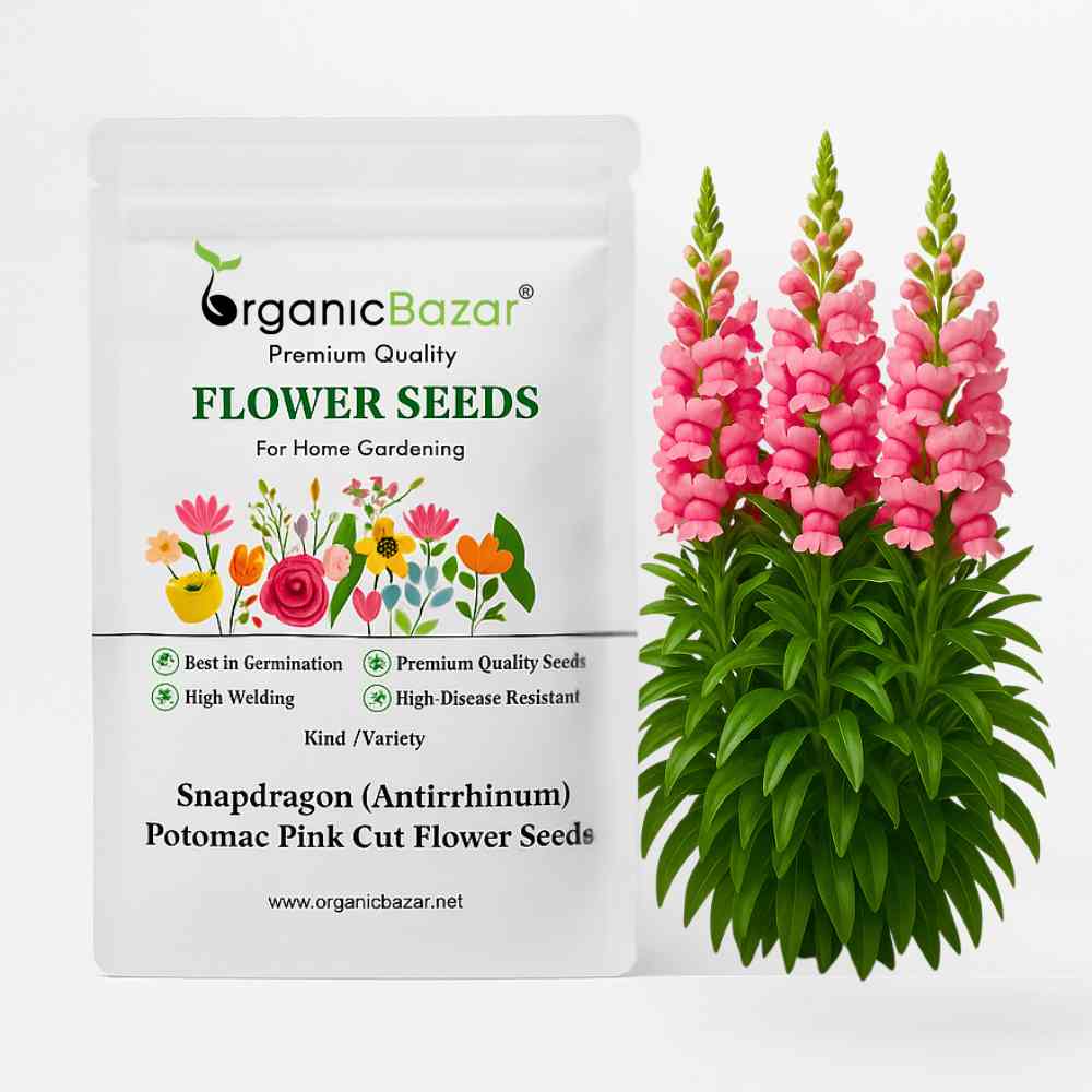 Snapdragon (Antirrhinum) Potomac Pink Cut Flower Seeds (50 Seeds)