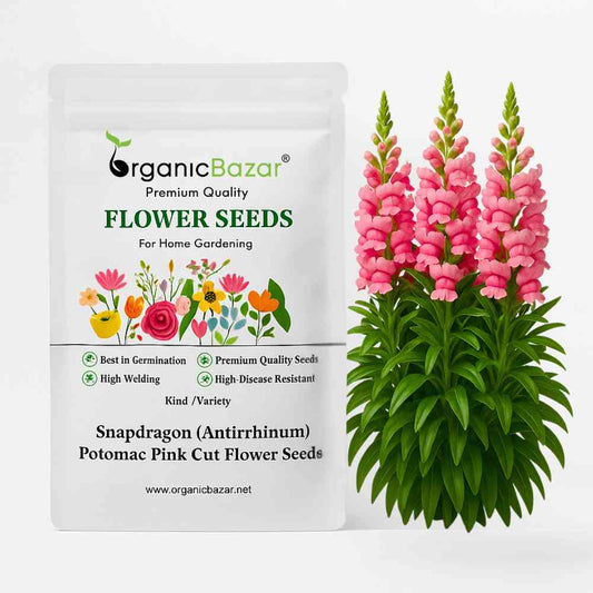 Snapdragon (Antirrhinum) Potomac Pink Cut Flower Seeds (50 Seeds)