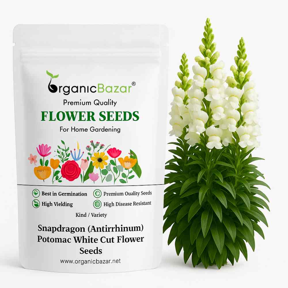 Snapdragon (Antirrhinum) Potomac White Cut Flower Seeds (50 Seeds)