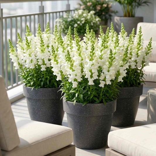 Snapdragon (Antirrhinum) Potomac White Cut Flower Seeds (50 Seeds)