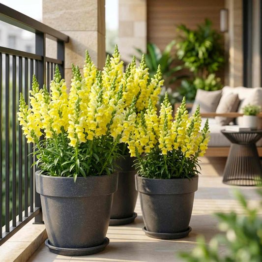 Snapdragon (Antirrhinum) Potomac Yellow Cut Flower Seeds (50 Seeds)