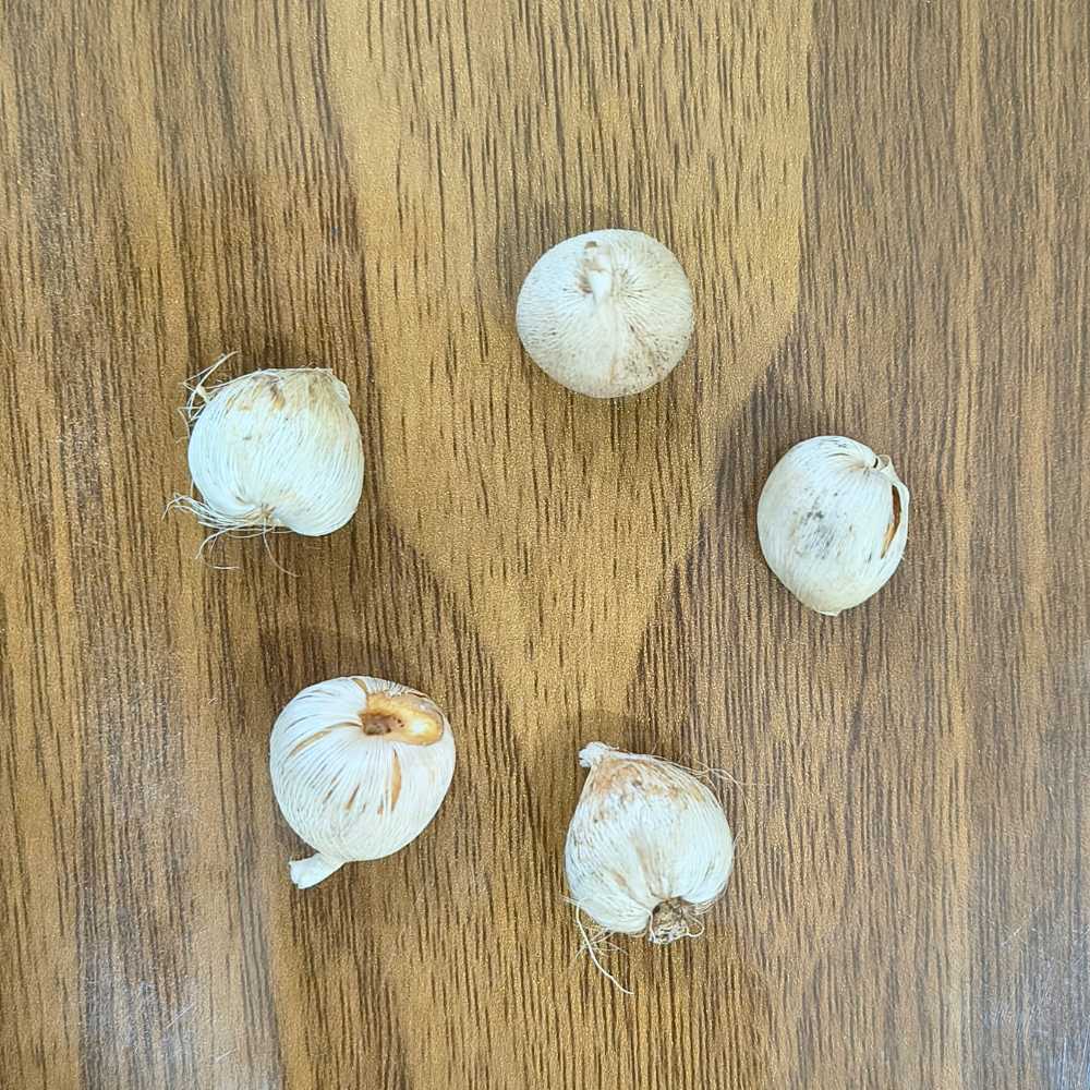 Sparaxis Mixed Color Flower Bulbs (05N)