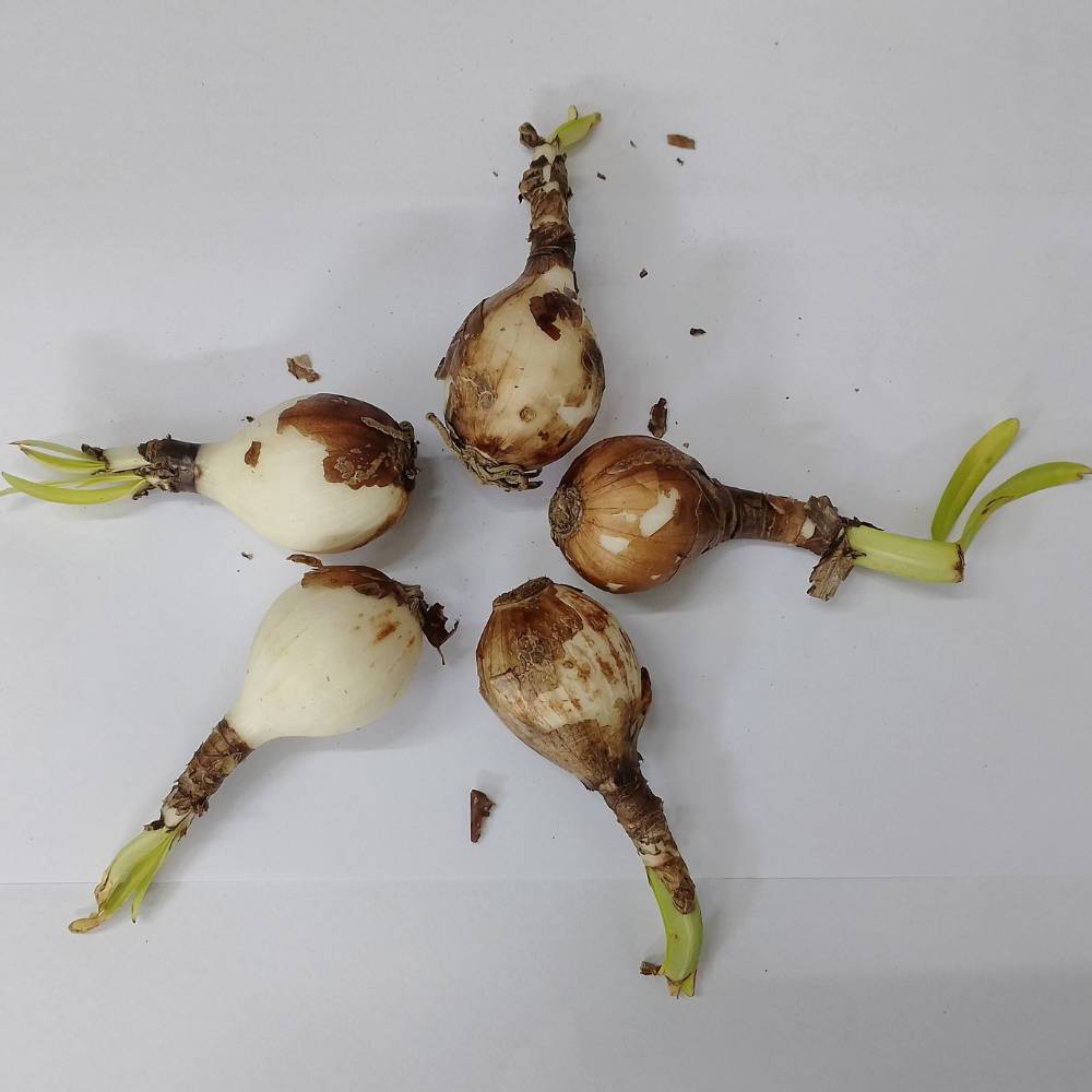 Buy Best Quality Spider lily Red Flower Bulbs Online - Organicbazar