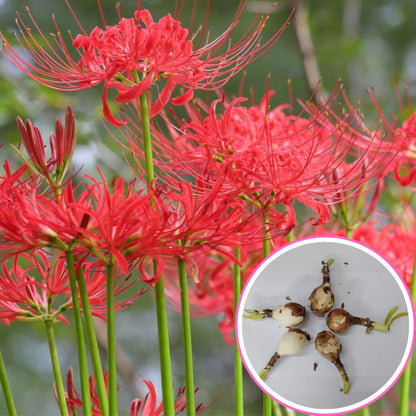 red spider lily bulbs for sale Buy Best Quality Spider lily Red Flower Bulbs Online