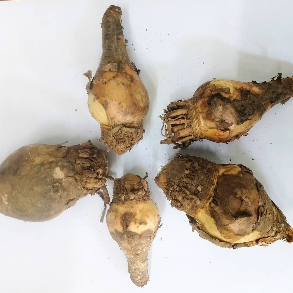 Spider Lily White Flower Bulbs