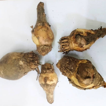 Spider Lily White Flower Bulbs