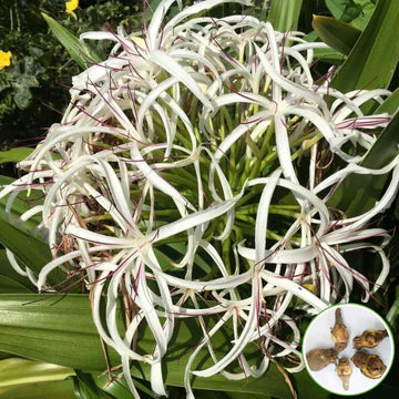 white spider lily bulbs Buy Best Quality Spider Lily White Flower Bulbs Online