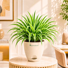 Spider Plant Live Plant
