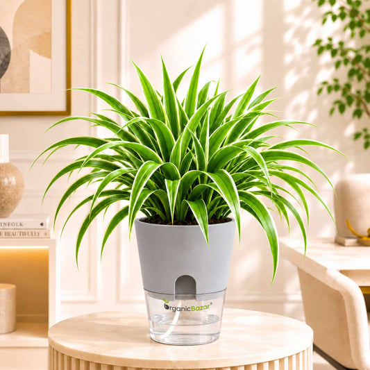 Spider Plant Chlorophytum Laxum Live Plant