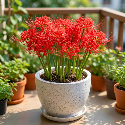 spider lily indoors Buy Best Quality Spider lily Red Flower Bulbs Online