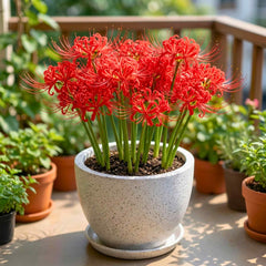 Spider lily Red Flower Bulbs
